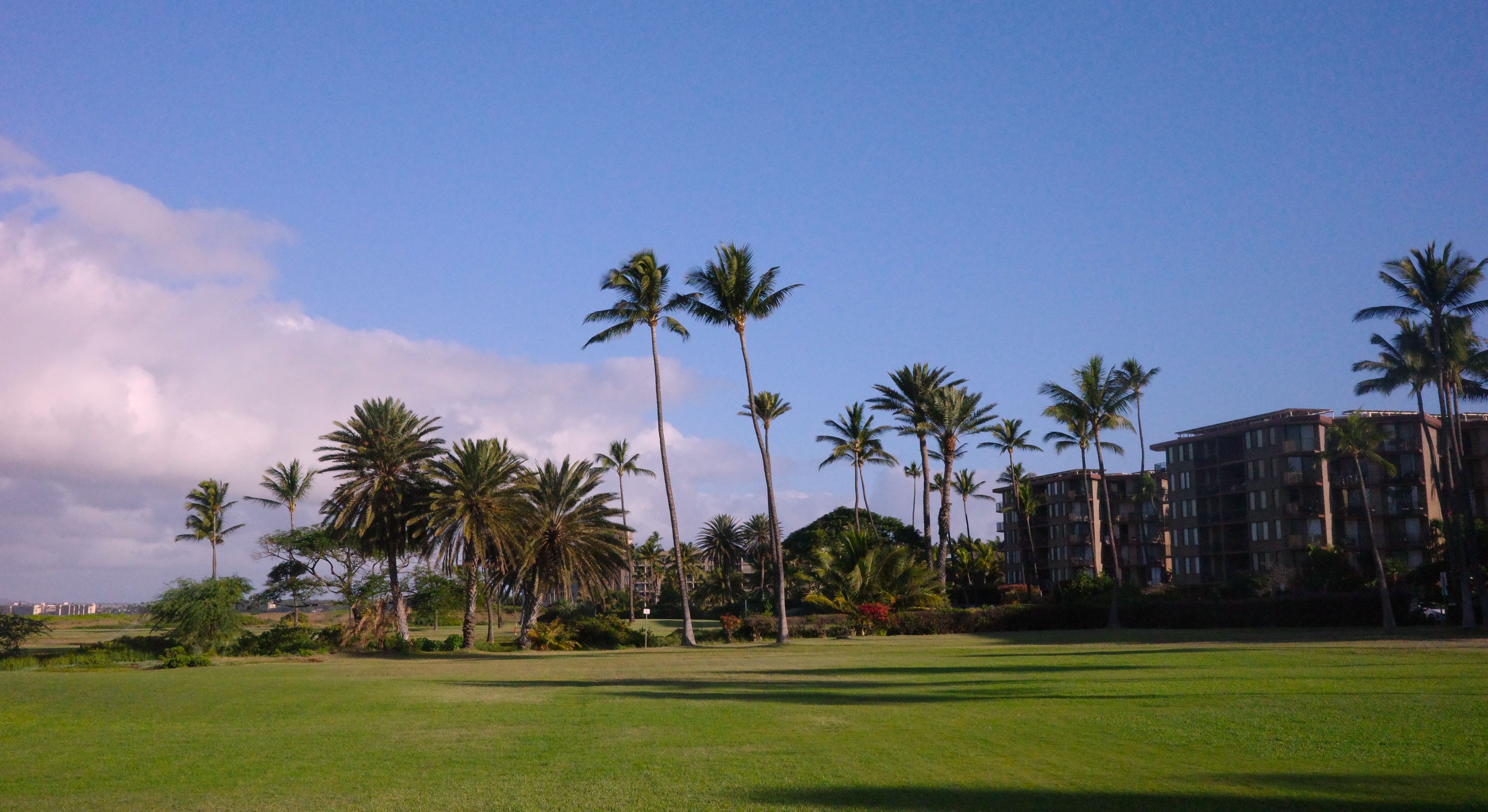 Palm trees and buildings beside a green lawn beneath a blue sky